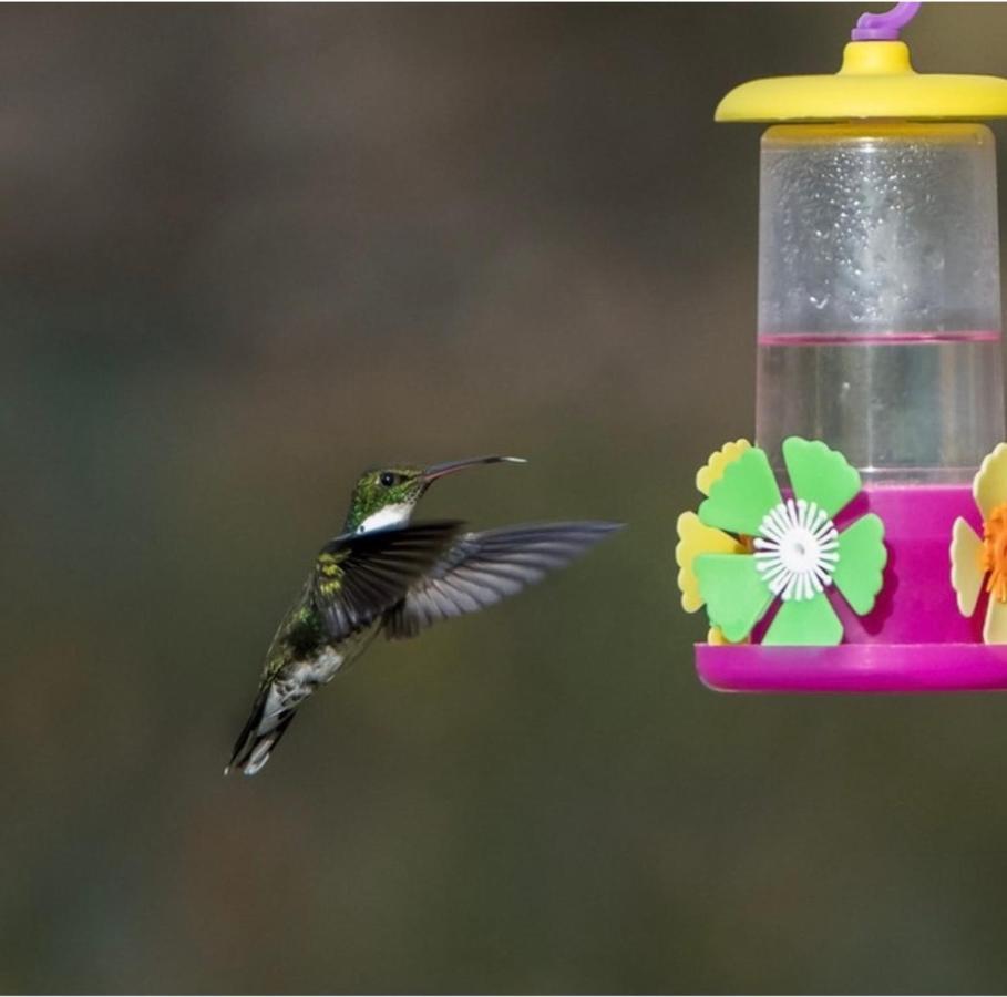 El Colibri Cabanas De La Naturaleza Трелью Экстерьер фото